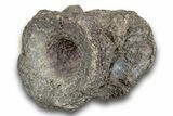 Fossil Synapsid (Edaphosaurus) Vertebra - Texas #251386-1